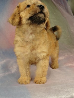 Male bichon Poodle puppy for sale #12 Born April 2, 2012
